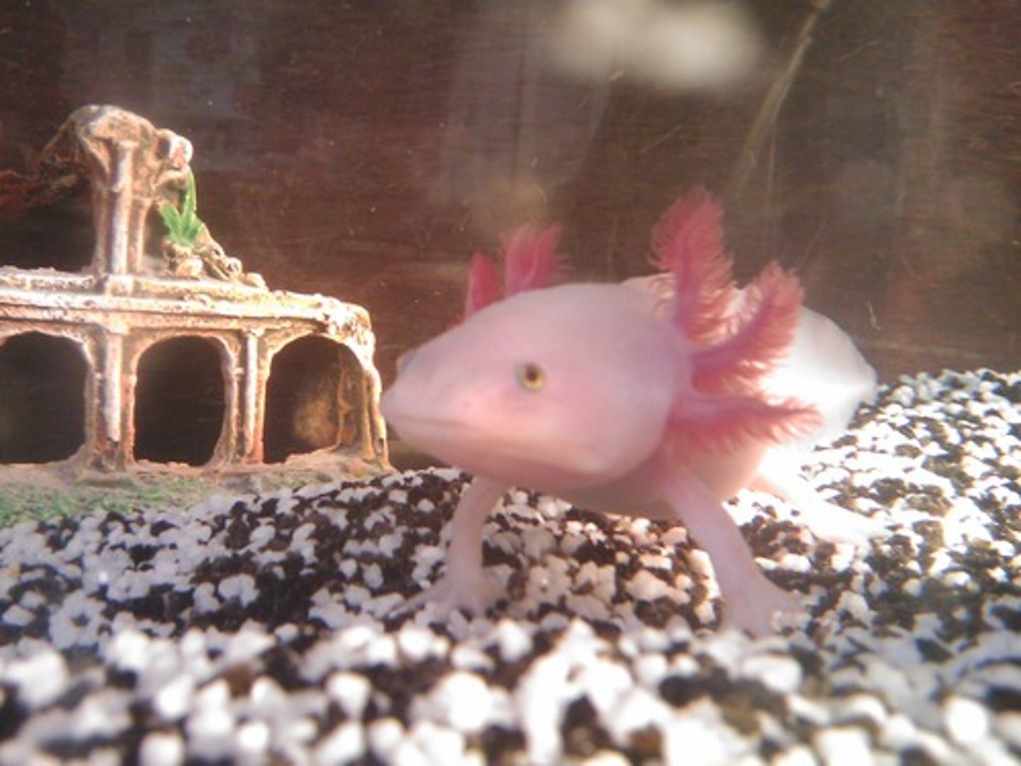 <p>Larval characteristics retained in adult</p>