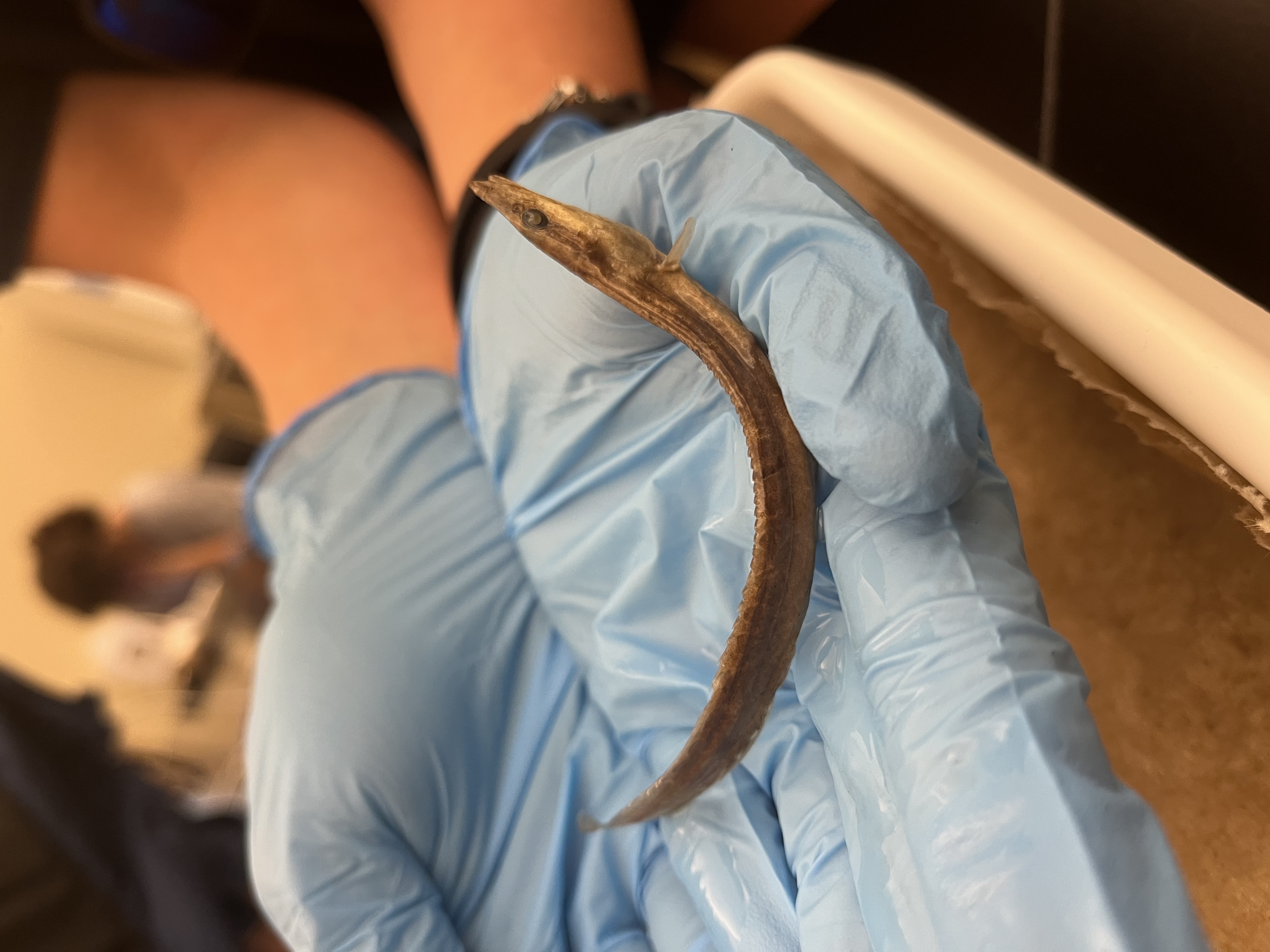 <p>Freshwater Spiny Eels</p>