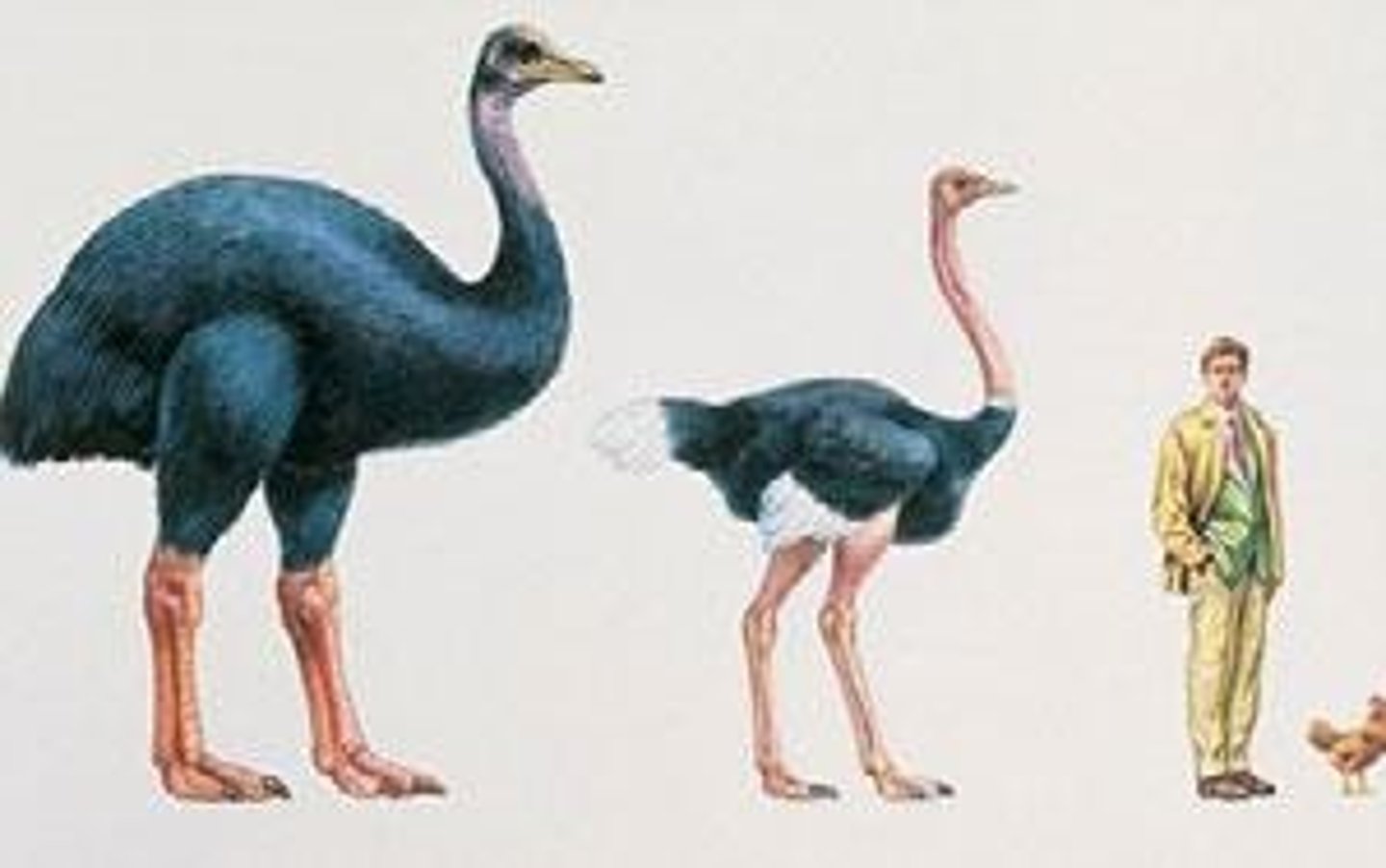 <p>Extinct large bird from Madagascar.</p>