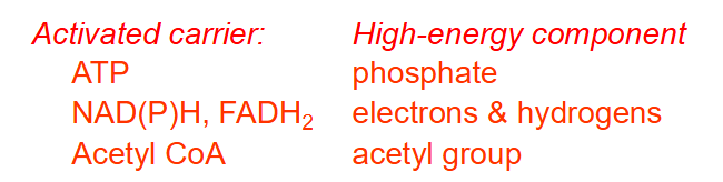 <p>- Oxidation of foods releases energy, which is stored in other molecules that are used to perform work</p><p>The main high energy compounds in a cell are:</p><p>ACTIVATED CARRIER AND HIGH ENERGY COMPONENT:</p><p>- ATP: phosphate</p><p>- NAD(P)H, FADH2: electrons and hydrogens</p><p>- Acetyl CoA: acetyl group</p><p>- energy can also be stored as ion gradients and in other high energy phosphate bonds (e.g PPi, pyrophosphate) DNA Replication)</p><p>- energy can be transferred between these</p>