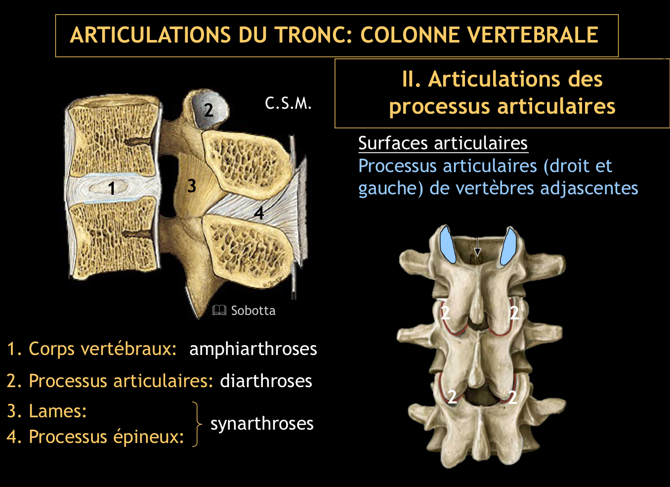 <p>Processus articulaires (droit et</p><p>gauche) de vertèbres adjascentes</p>