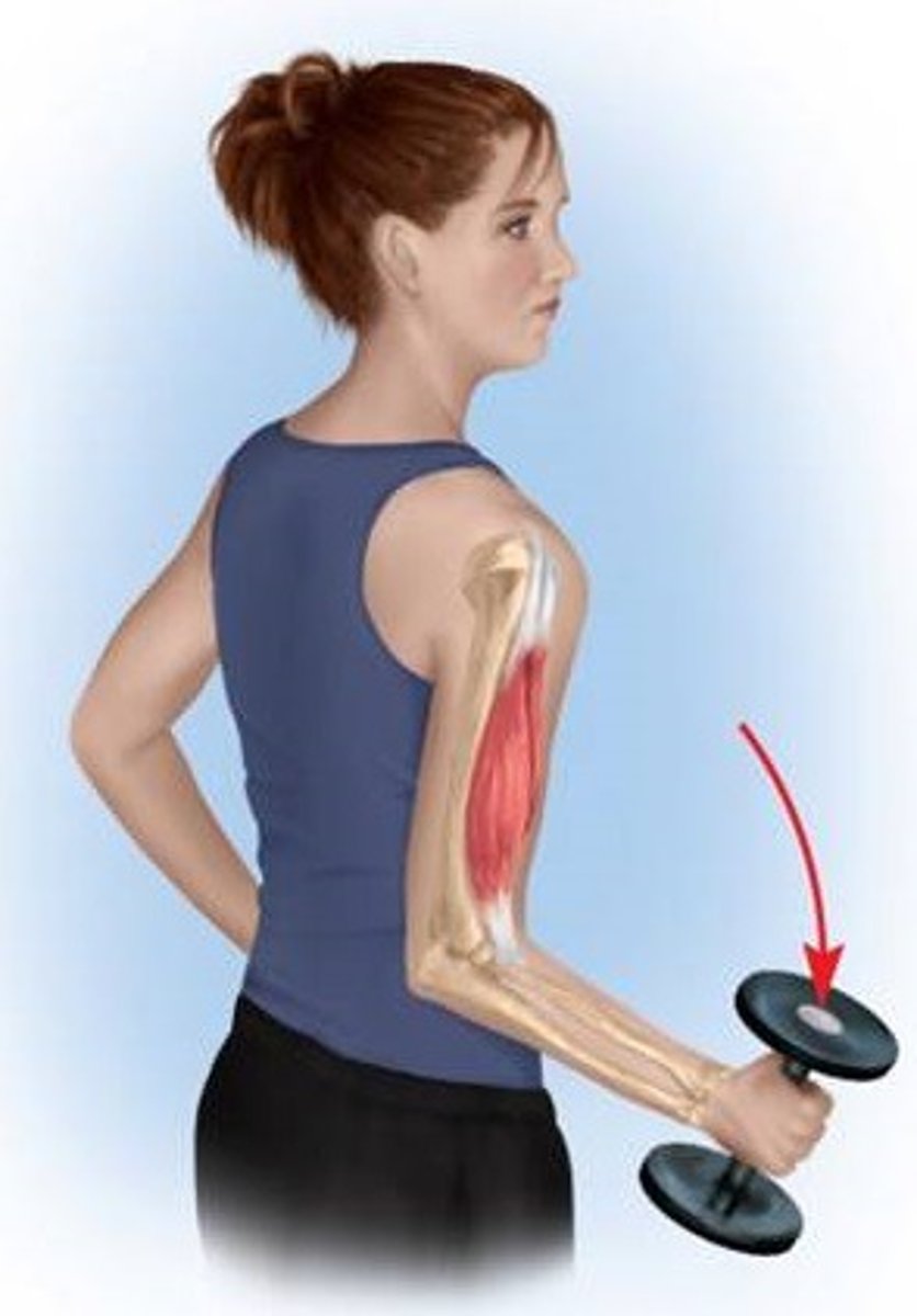 <p>muscle attachment move farther apart</p><p>movement occur with gravity (lowering motion)</p><p>decelerates movement caused by gravity</p><p>fixed speed variable resistance</p>