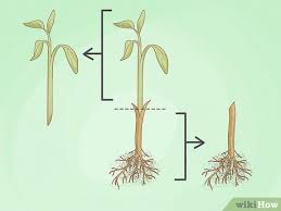 <p><span>tissues of </span>plants<span> are joined so as to continue their growth together</span></p>