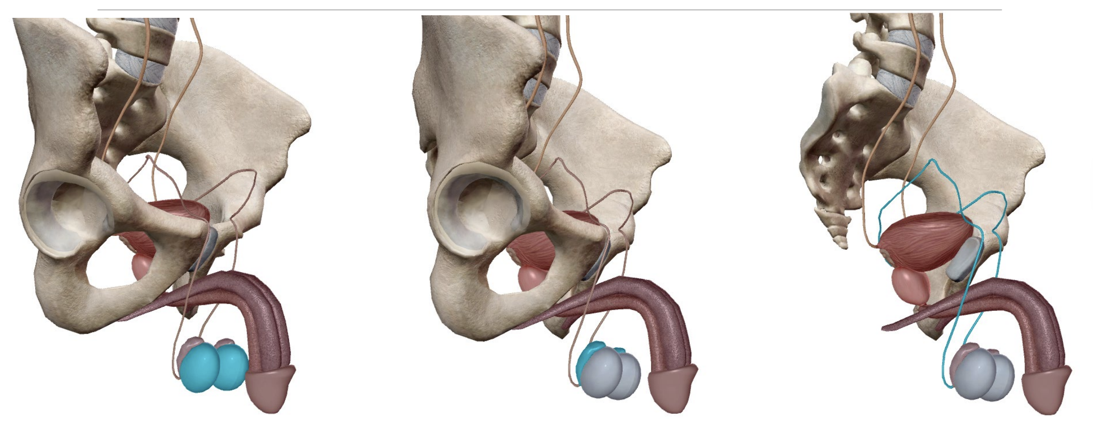 <p>Ovaries:</p><p>Contains the lifetime supply of ova.</p><p>Testicles:</p><p>Contains the lifetime supply of sperm.</p><p>Immature sperm matures within the epididymis</p>