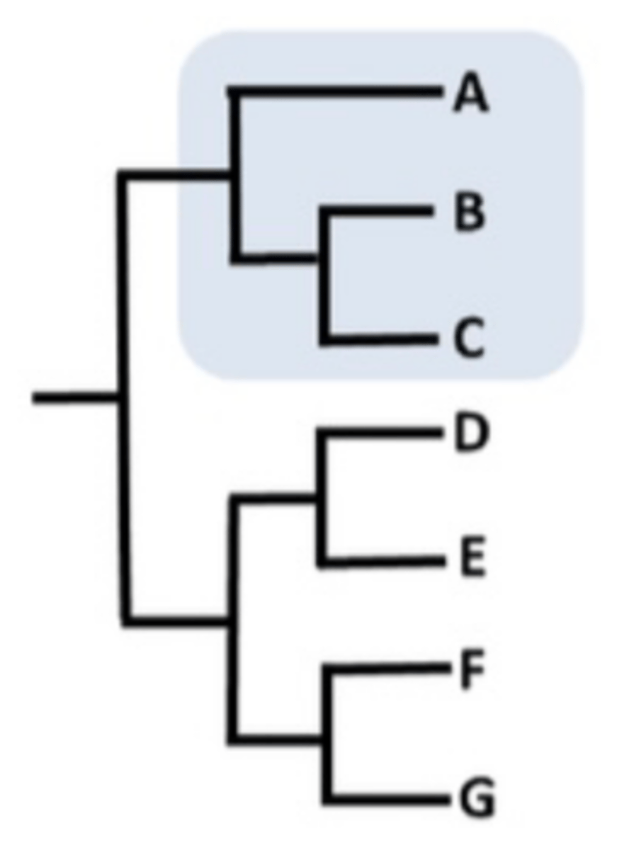 <p>Common ancestry and ALL descendants</p>