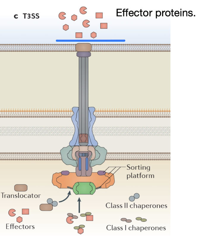 <ul><li><p><strong>Complex structure acting as a molecular syringe injecting effector proteins directly into host cells</strong> - hence also known as “the injectisome”</p></li><li><p>Requires <strong>chaperones</strong> to transport <u>unfolded effector proteins</u> to the needle</p></li><li><p>Evolutionarily related to <strong>flagella</strong>.</p></li><li><p>Pathogens like <span style="color: green;"><strong><em><span>EHEC, EPEC,&nbsp;Salmonella, Shigella, and Yersinia</span></em></strong></span> <strong>use T3SS to manipulate host actin and signaling pathways for invasion.</strong></p></li></ul><p></p>