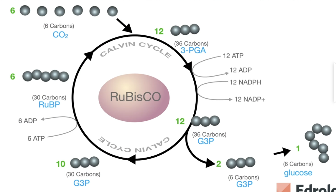 <p>Edrolo:</p><p>The Calvin cycle uses an enzyme called RuBisCo.</p><p>6CO2 molecules from the atmosphere are broken into carbons and oxygens (6 carbons, 12 oxygens). Half of the oxygens attach again to the carbons, and half don’t.</p><p>Of the 24 hydrogen from the light dependent stage (12 from NADPH, the other 12 having moved through ATP synthase in the light dependent stage), half of those attach to the oxygens to form water, and half attach to the carbons and oxygens to form one glucose molecule (C6H12O6).</p><p>Diagram of the calvin cycle (with only the carbons and coenzymes shown)</p><p>Jac: (feel like this is much less helpful)</p><p>Inorganic CO2 is converted into the carbon in organic molecules, carbon fixation.</p><p>Carbon dioxide molecules are accepted into the Calvin cycle by organic 5C acceptor molecules.</p><p>Loaded NADPH coenzymes donate hydrogens and electrons as molecules are reduced to higher energy levels.</p><p>ATP supplies energy for the anabolic steps of this cycle</p><p>Glucose is formed as an output</p>