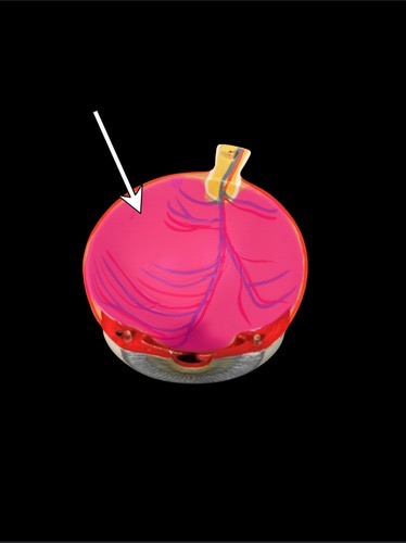 <p>(p.) inner layer</p>