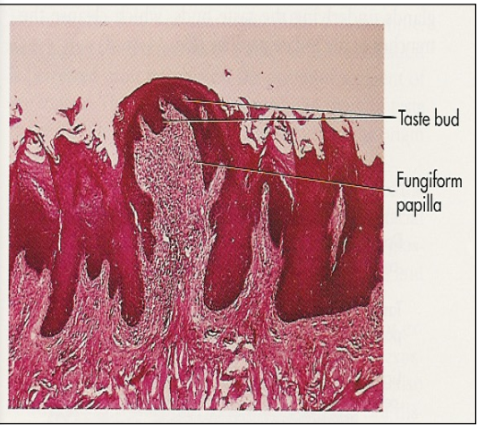 <p>Describe Fungiform papillae </p>