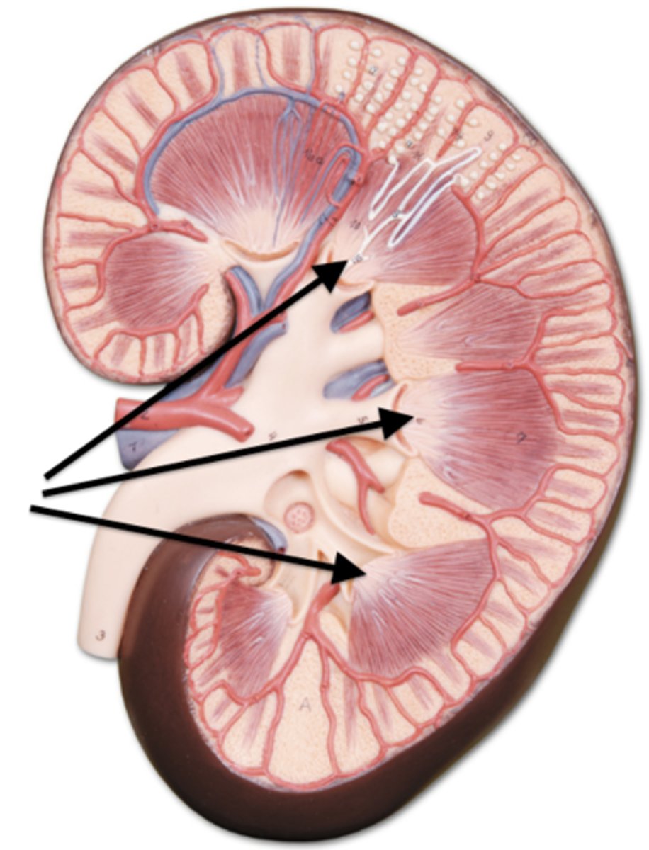 <p>Identify this urinary system structure.</p>