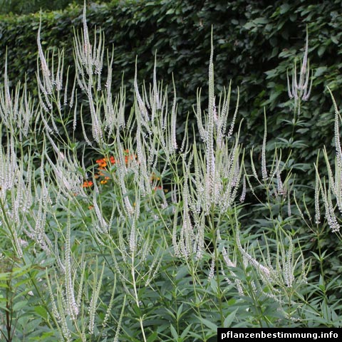 <p>Vilken blomma?</p>