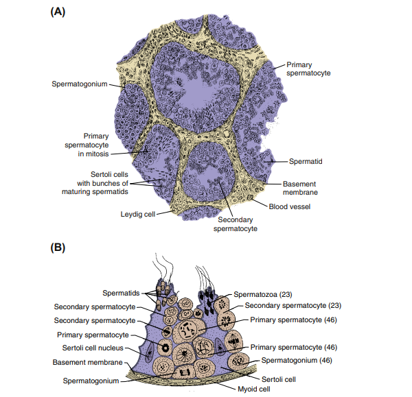 <p>Why is the seminiferous tubule considered a “production line”?</p>