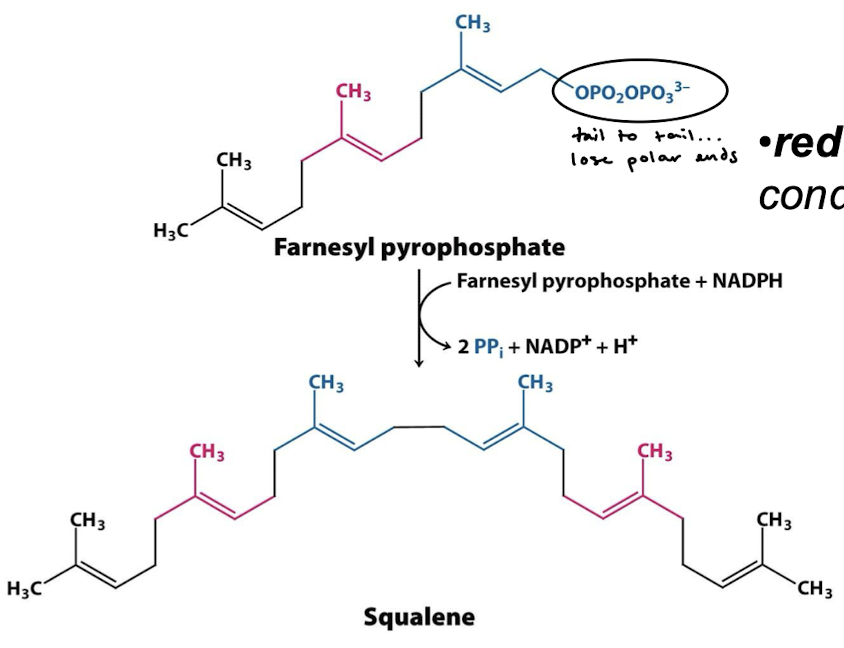 <p>ER enzyme squalene synthase</p>