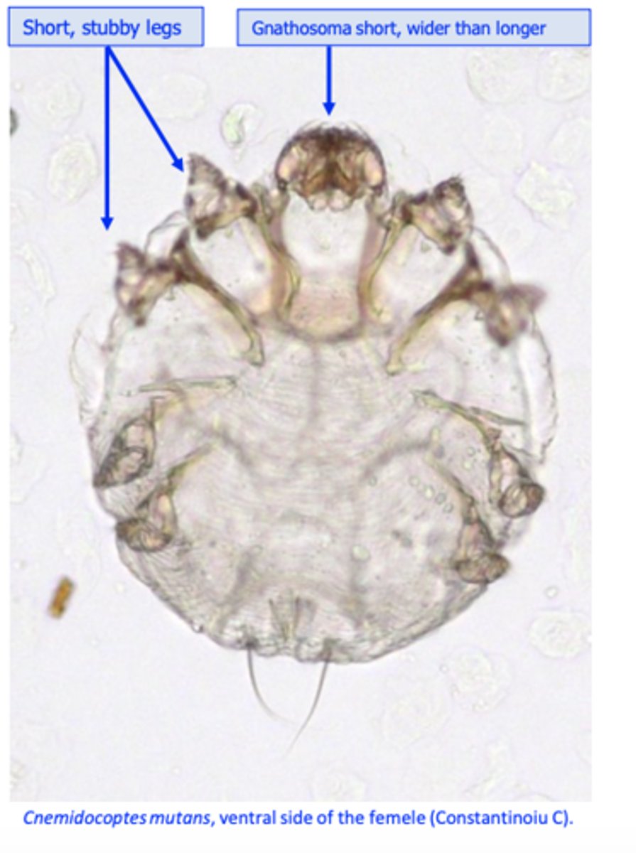 <p>• Host: domestic chicken, turkey, pheasant;</p><p>• Usually affects older birds;</p><p>• Infection: contact with infested birds; the mite might be picked-up from the ground;</p>