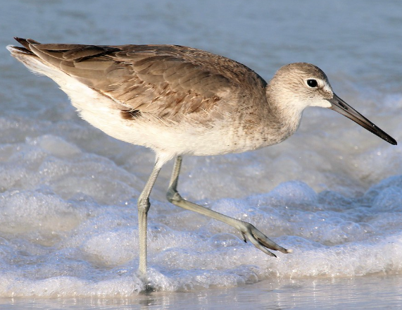 <p>What bird is this? </p>