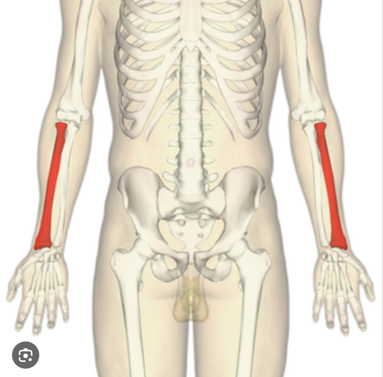 <p>The forearm, on the thumbs side of arm </p><p>Two long bones in the forearm</p><p></p><p></p><p></p>