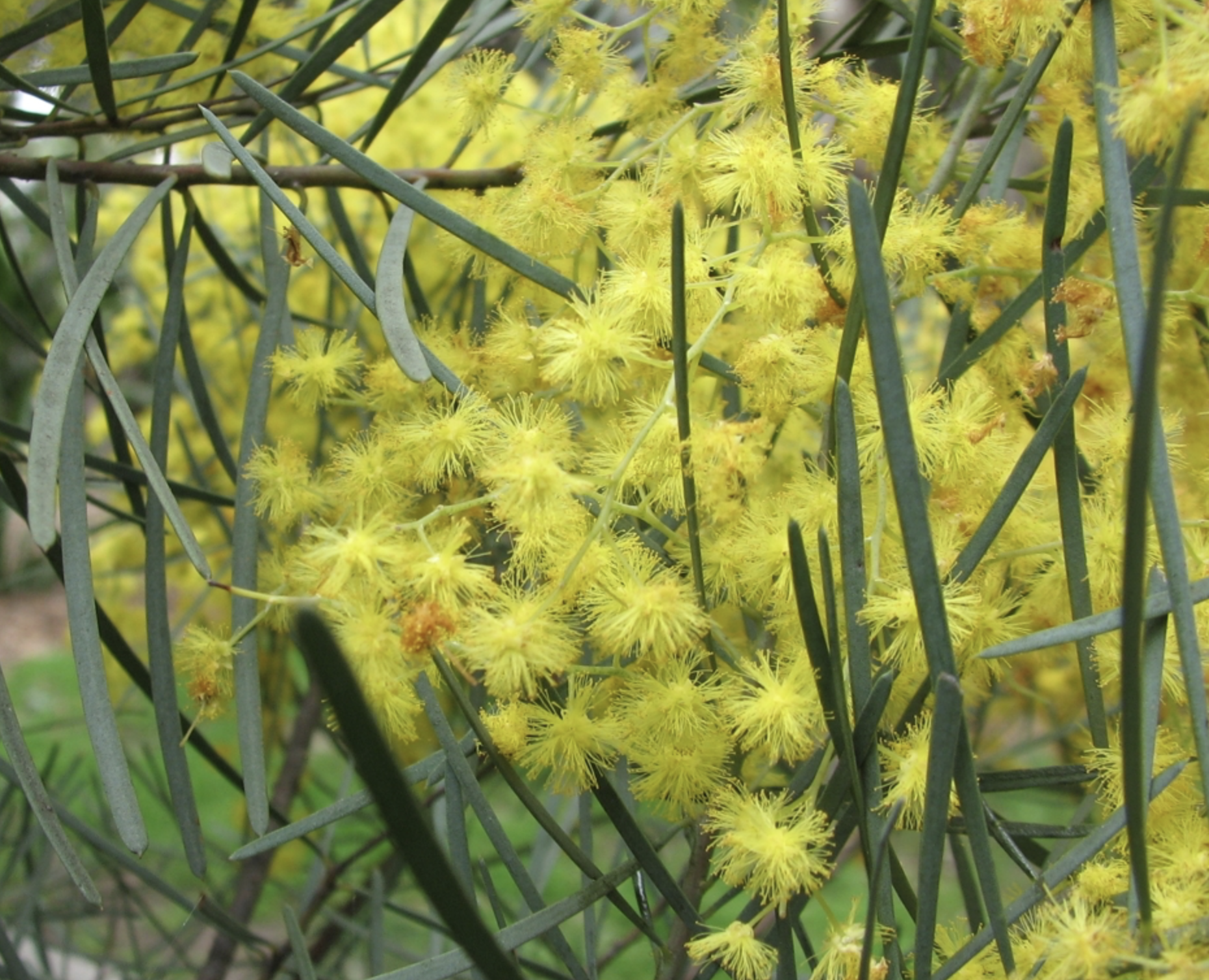 <p><span><em>Acacia cognata</em> </span></p>