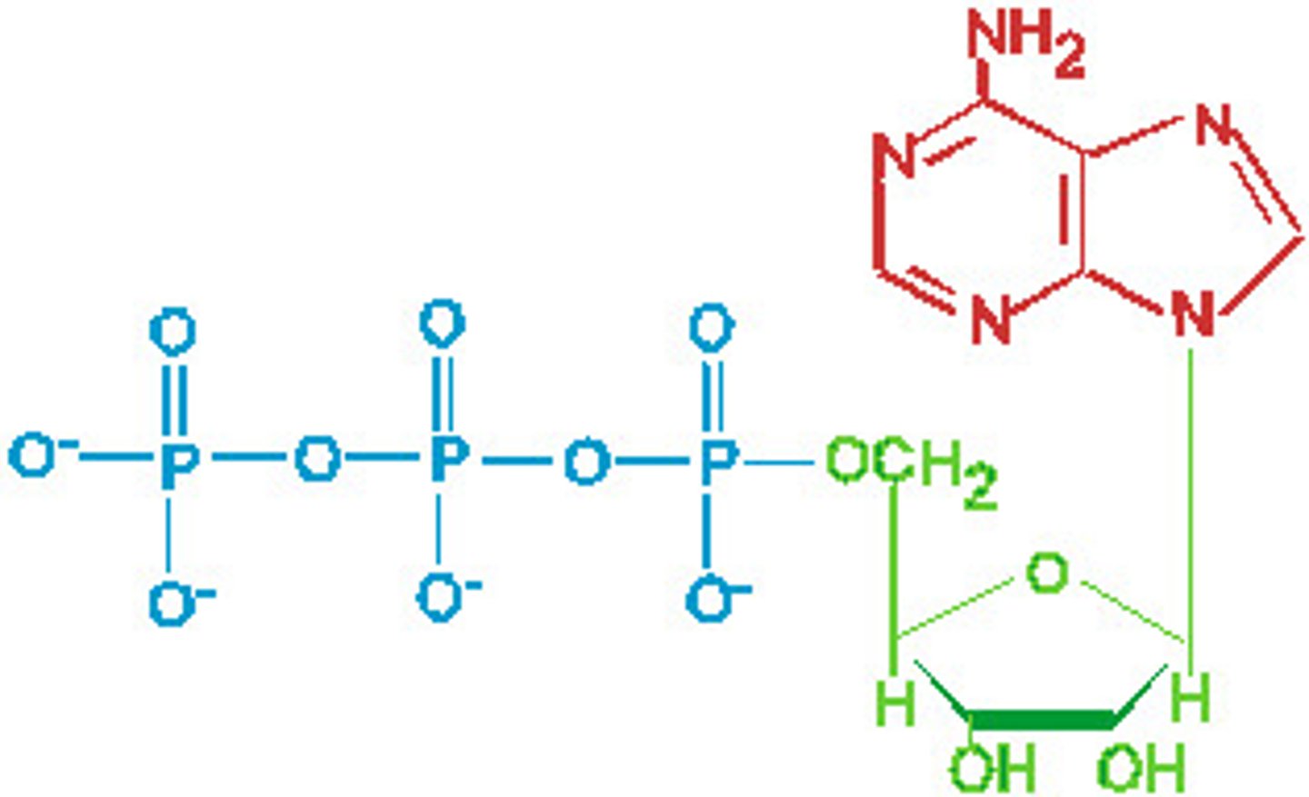 <p>essential, tightly regulated, and dynamic building blocks for RNA/DNA synthesis</p>