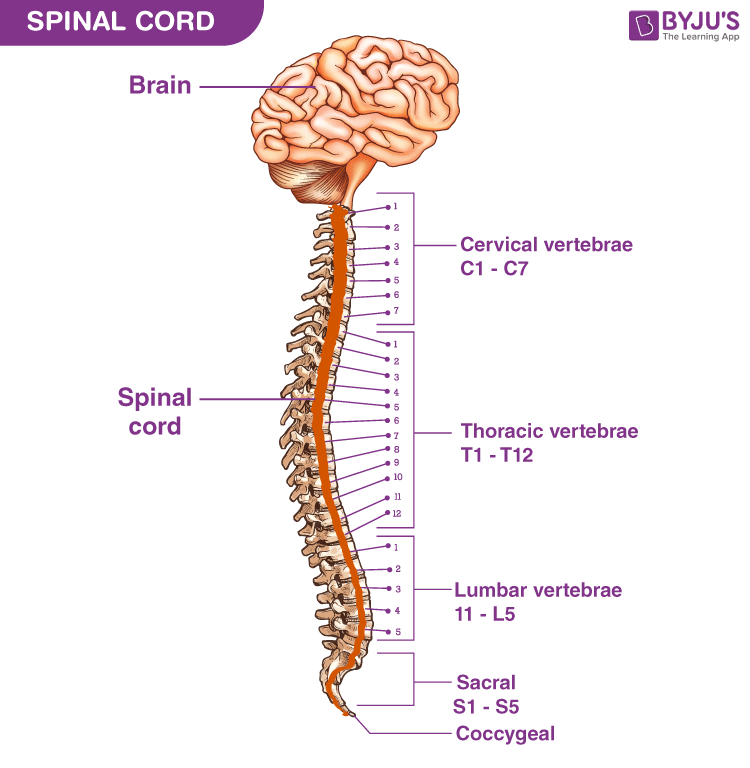 <p>it extends from the brain to the spinal columns and carries information to and from the brain.</p>