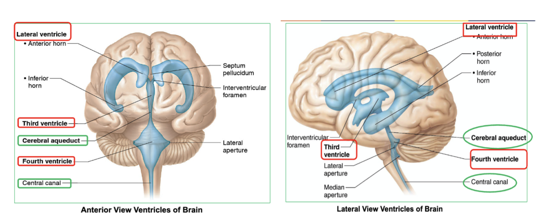 <ul><li><p><strong>2 lateral ventricles</strong></p></li><li><p><strong>third ventricl</strong>e : <u>cerebral aqueduct </u>connects the 3rd ventricle to fourth ventricle, allowing CSF to flow between them.</p></li><li><p><strong>fourth ventricle </strong>: continuous with <u>central canal</u> of spinal cord</p></li></ul><p></p>
