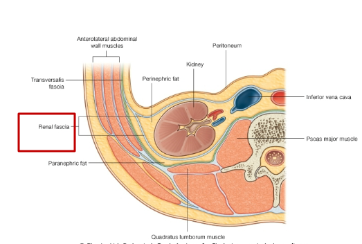<ol><li><p><span><span>Perirenal or Perinephric fat: covers the fibrous capsule and adrenal glands.</span></span></p></li><li><p><span><span>Fibrous capsule: Surrounds the kidney , closely applied to its outer surface</span></span></p></li><li><p><span><span>Renal fascia (of Gerota )</span></span></p><ul><li><p><span><span>condensation of extra peritoneal fibrous connective tissue enclosing the perirenal fat.</span></span></p></li><li><p><span><span>encloses the kidneys &amp; suprarenal glands, the two being separated by a thin septum.</span></span></p></li><li><p><span><span>is incised during any surgical approach to the region</span></span></p></li></ul></li></ol><p></p>