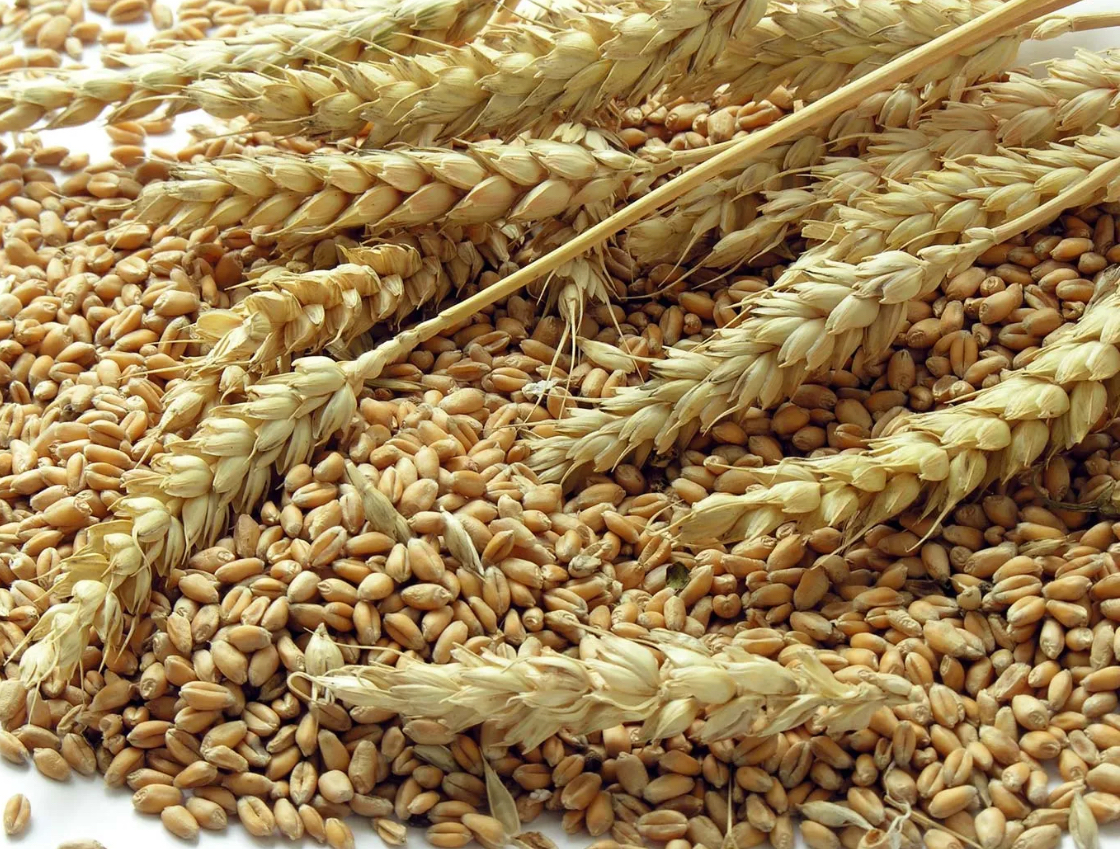 <p>Wheat-like Believers</p>