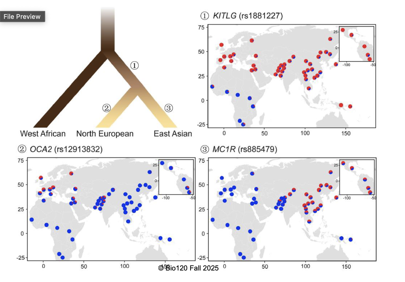 <ul><li><p>numerous genes known to affect skin pigmentation</p></li><li><p>these genes show higher between-population differentiation than most others</p><ul><li><p>evidence supporting a history of local adaptation</p></li></ul></li><li><p>pigmentation genes show evidence for positive selection in regions with distinctive skin colouration</p></li></ul><p></p>