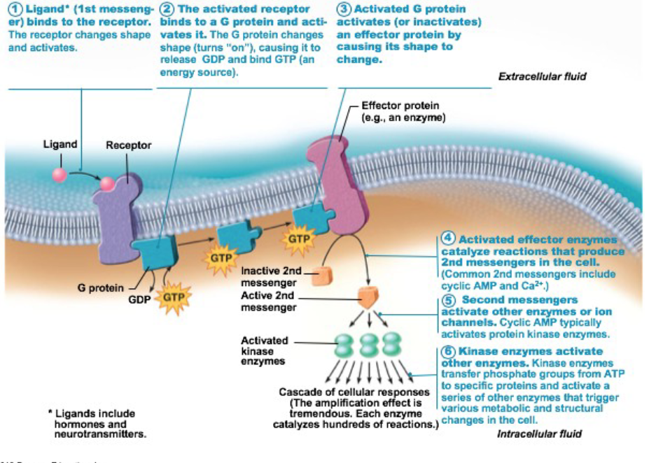 <ol><li><p>contact signaling</p></li><li><p>chemical signaling</p></li></ol><p></p>