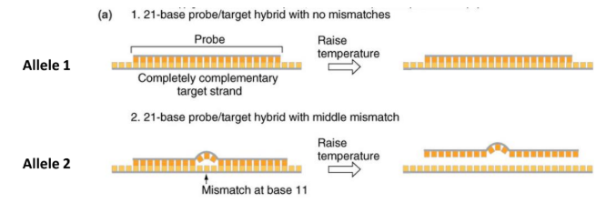 <p>a complementary probe binds to a sequence of nucleotides, if the probe is completely complementary it will have the maximum number of H-bonds, if not completely complementary limited number</p><p>hence when we heat them the non-complementary one will dissociate first, thus indicating a variant</p>