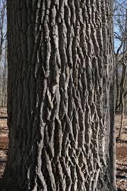 <p>Leaf: opposite, compound, 5-9 leaflets</p><p>Twig: lateral buds sit inside the leaf scar and kinda look like a smiley face</p><p>Bark: lighter grey, diamond shaped fissures</p>