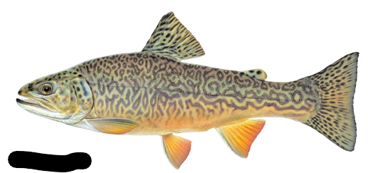 <p>Hybrid of Brook and Brown Trout</p>