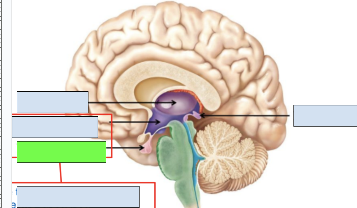<p><span style="background-color: transparent;"><span>works with hypothalamus to send out regulating signals for endocrine system</span></span></p>