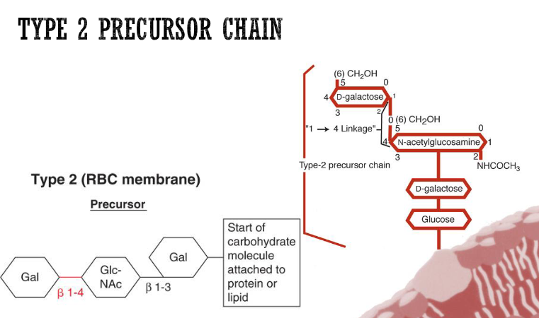 <ul><li><p>found in A, B, H antigens <u>ON RBC MEMBRANE</u></p></li><li><p>build off type 2 precursor chains (aka the β-1,4 connection in red—see image)</p></li></ul><p></p>