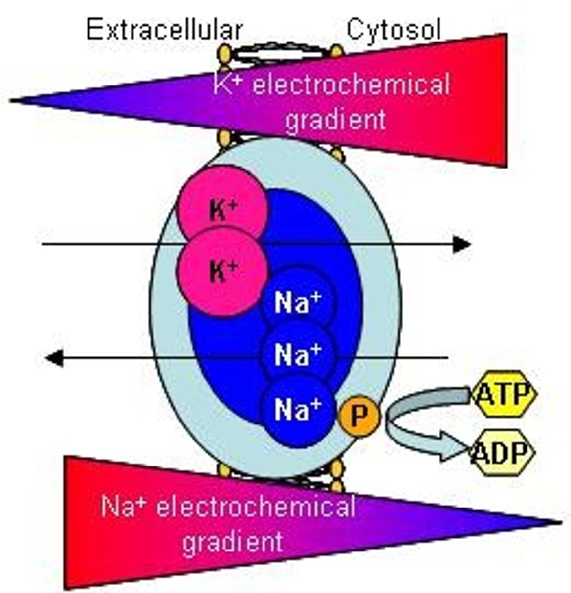 <p>Energy for moving substances across membranes.</p>