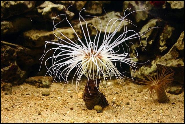 <p>part of class Anthozoa</p><p>few species</p><p>tube anemones</p><ul><li><p>solitary, buried in soft sediments</p></li></ul><p>thorny corals</p><ul><li><p>colonial, attach to form substrates</p></li><li><p>tough, spiny exoskeleton</p></li></ul><p>hexamerous (6) body plan</p>