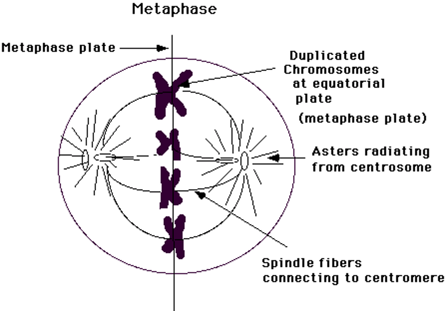 <p>metaphase</p>
