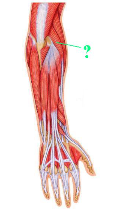 <p><span>Identify the indicated muscle.</span></p>