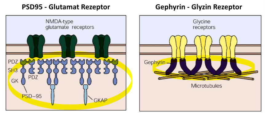 <p>zytoplasmatische Gerüstproteine, es binden verschiedene an jeweils Glutamat und Glyzinrezeptoren</p><p>Sie sind modular aufgebaute organisatoren von Proteinkomplexen</p><p>Werden oft durch Adhäsionsproteine rekrutiert</p>