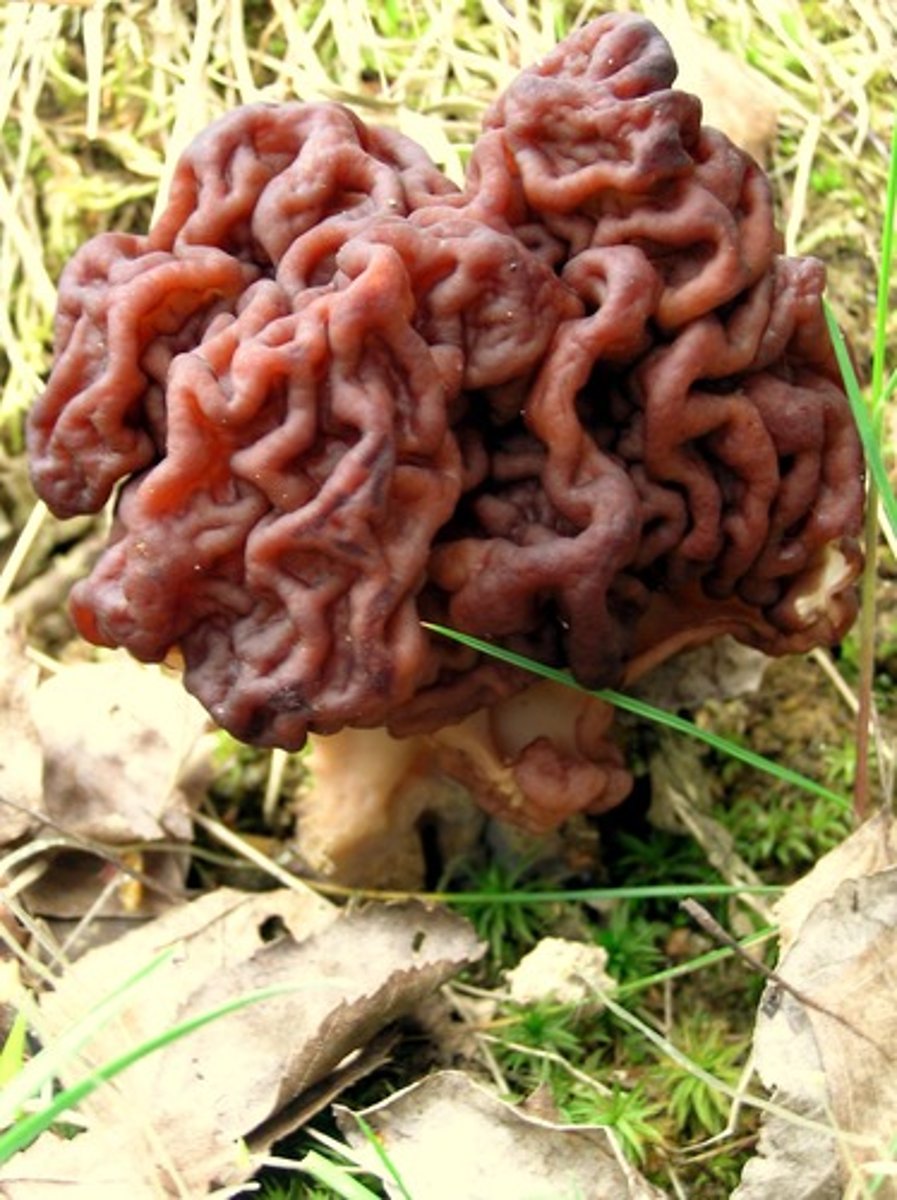 <p>Gyromitra and Helvella spp.</p><p>-Toxic Compound: gyromitrin</p><p>-Edible lookalike: White Morel (Morchella esculenta)</p>