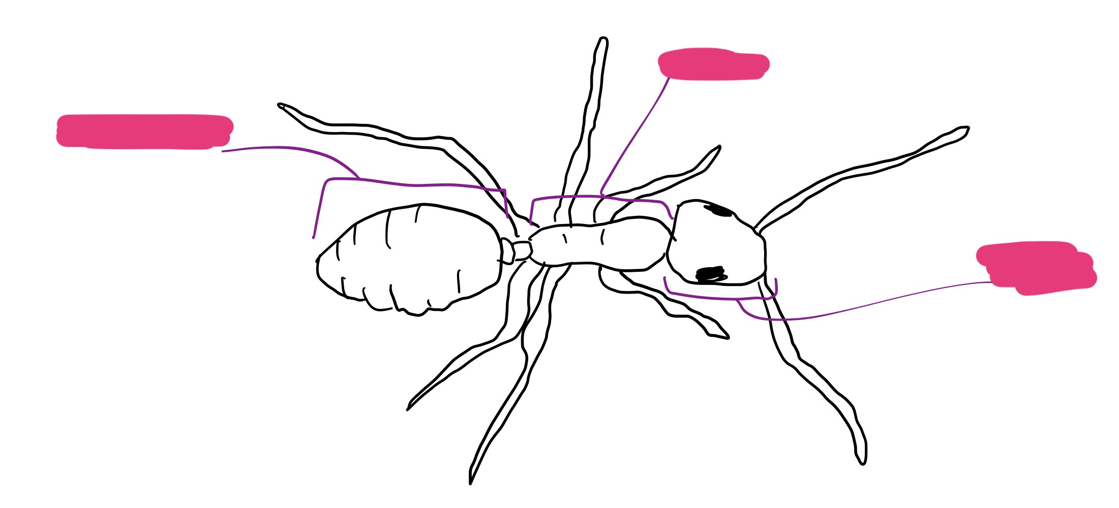 <p>Label + Identify (Grouping(s), Phylum, Subphylum, Class, Order)</p>