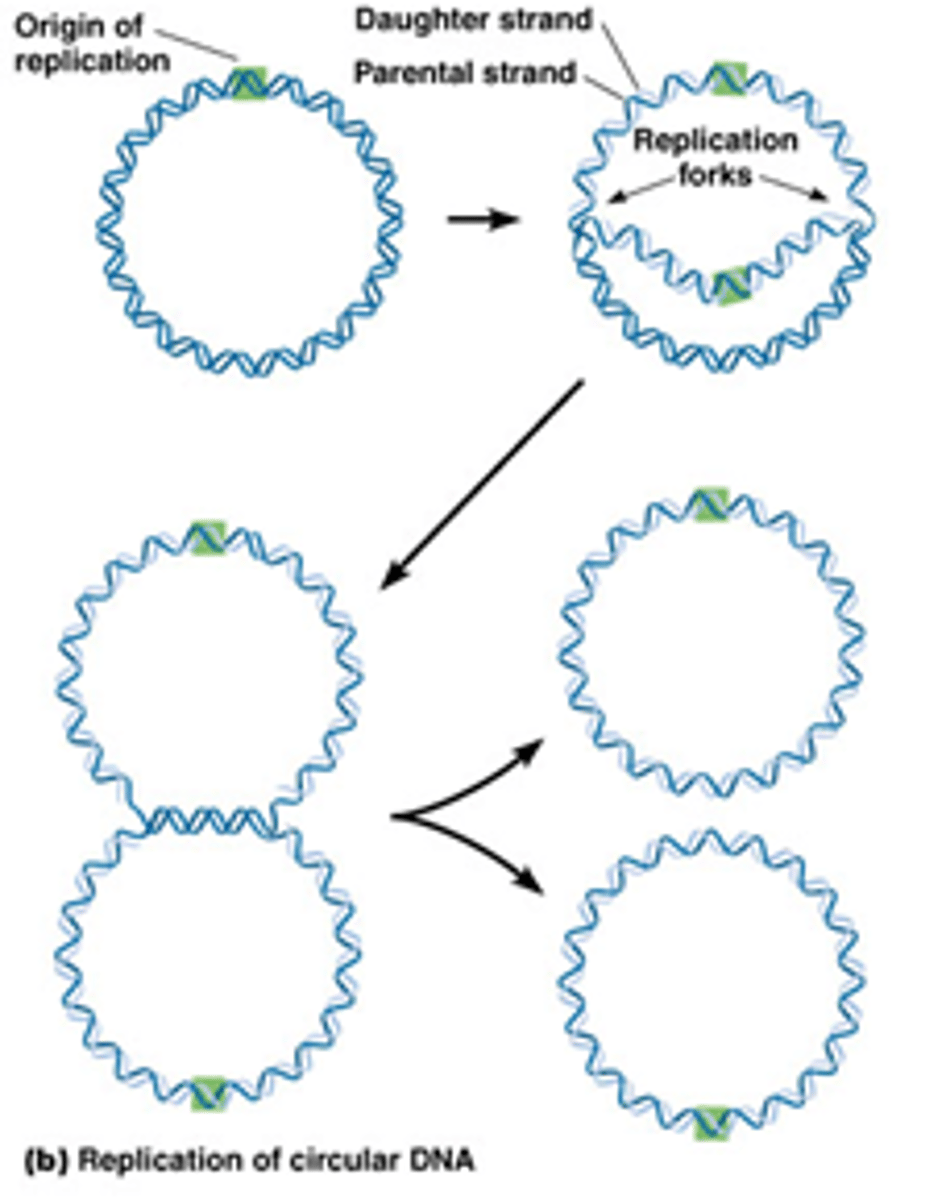 <p>Thèta-replicatie:</p><p>-ORI= AT-rijke regio</p><p>-verloopt bidirectioneel* via twee replicatievorken</p><p>-vormt intermediaire thèta structuur (links beneden)</p><p>-Replicatie gekoppeld aan splitsing (rechts beneden)</p><p>*links en rechts</p>