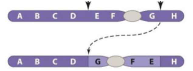 <p><span>What kind of chromosomal mutation is shown below?</span></p>