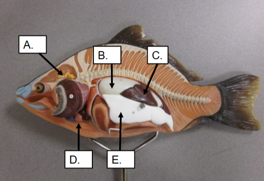 <p>What is the arrow labeled C pointing to?</p>