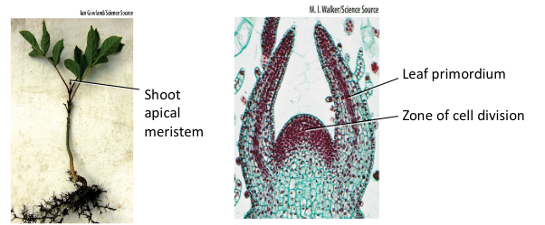 Site of new cell division

tip of shoots