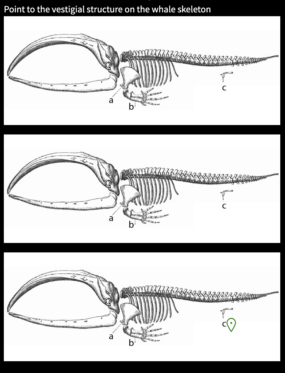 <p>Where is the vestigal structure on the whale </p>