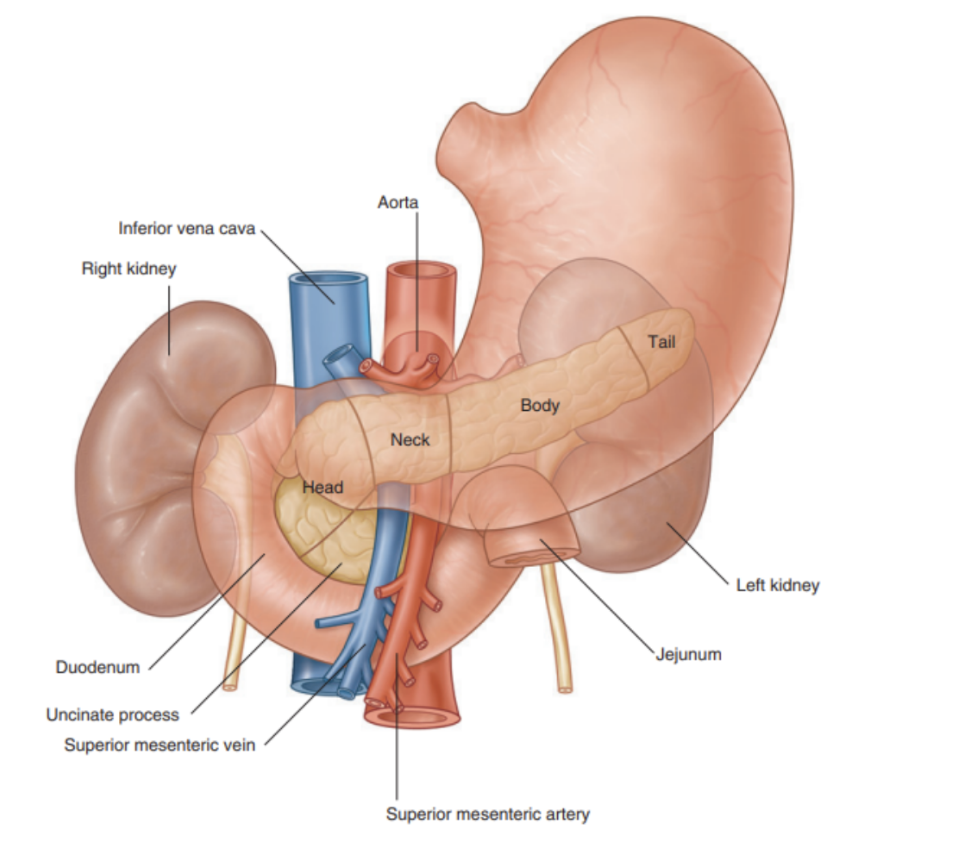 <ul><li><p>Lies mostly posterior to the stomach, extending across posterior abdominal wall from duodenum on the right, and the spleen on the left</p></li><li><p>Parts —</p><ul><li><p>Projecting from lower part of head is the uncinate process, passing posteriorly to superior mesenteric vessels</p></li><li><p>Neck — anterior to superior mesenteric vessels</p><ul><li><p>Posterior to neck, superior mesenteric &amp; splenic veins join to form portal vein</p></li></ul></li><li><p>Body of pancreas is elongated &amp; extends from neck to tail</p></li><li><p>Tail passes between layers of splenorenal ligament</p></li></ul></li></ul>
