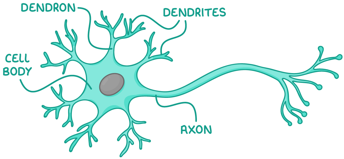 <ul><li><p>cell body - contains nucleus and other organelles e.g. mitochondria and ER</p></li><li><p>dendrons - short branches extended from the cell body which further / into dendrites</p></li><li><p>axon - single nerve fibre which carries impulse away from cell body to other neurones/effectors</p></li></ul><p></p>