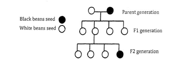 <p>6. Assuming both parents in the following pedigree are true-breeding, why do all of the</p><p class="p1">individuals in the F1 generation have white phenotypes?</p>