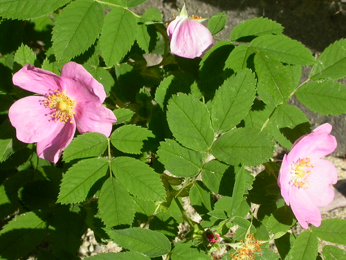 <p>Climbing rose [Rosaceae]</p>