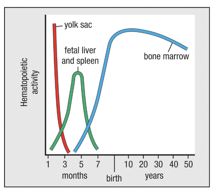 <p><span>Site according to age</span></p><p><span>Fetus: 0-2 months-yolk sac, 2-7 months-liver and spleen, 5-9 months-bone marrow</span></p><p><span>Infants: bone marrow in practically all bones</span></p><p><span>Adults: vertebrae, ribs, sternum, skull, sacrum, pelvis and end of femurs </span></p><p>adult in bone marrow of long bones + others listed</p>